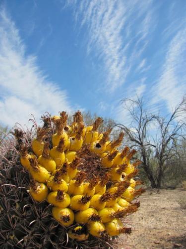 Trailside cactus