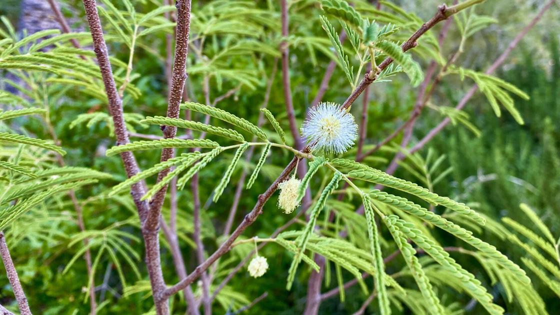 Plant of the month: Feather bush