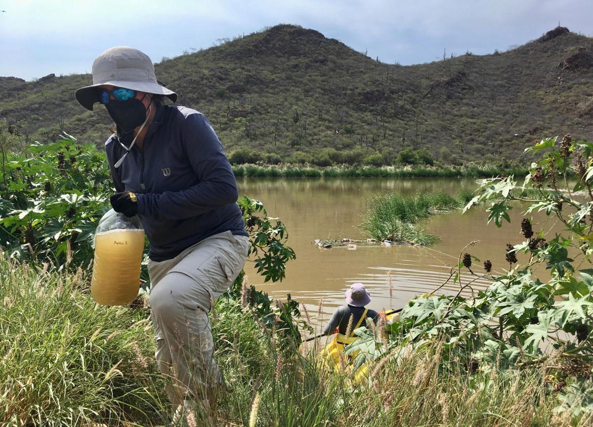 Floating wetlands tackle one aspect of complex Sonoran sewage crisis