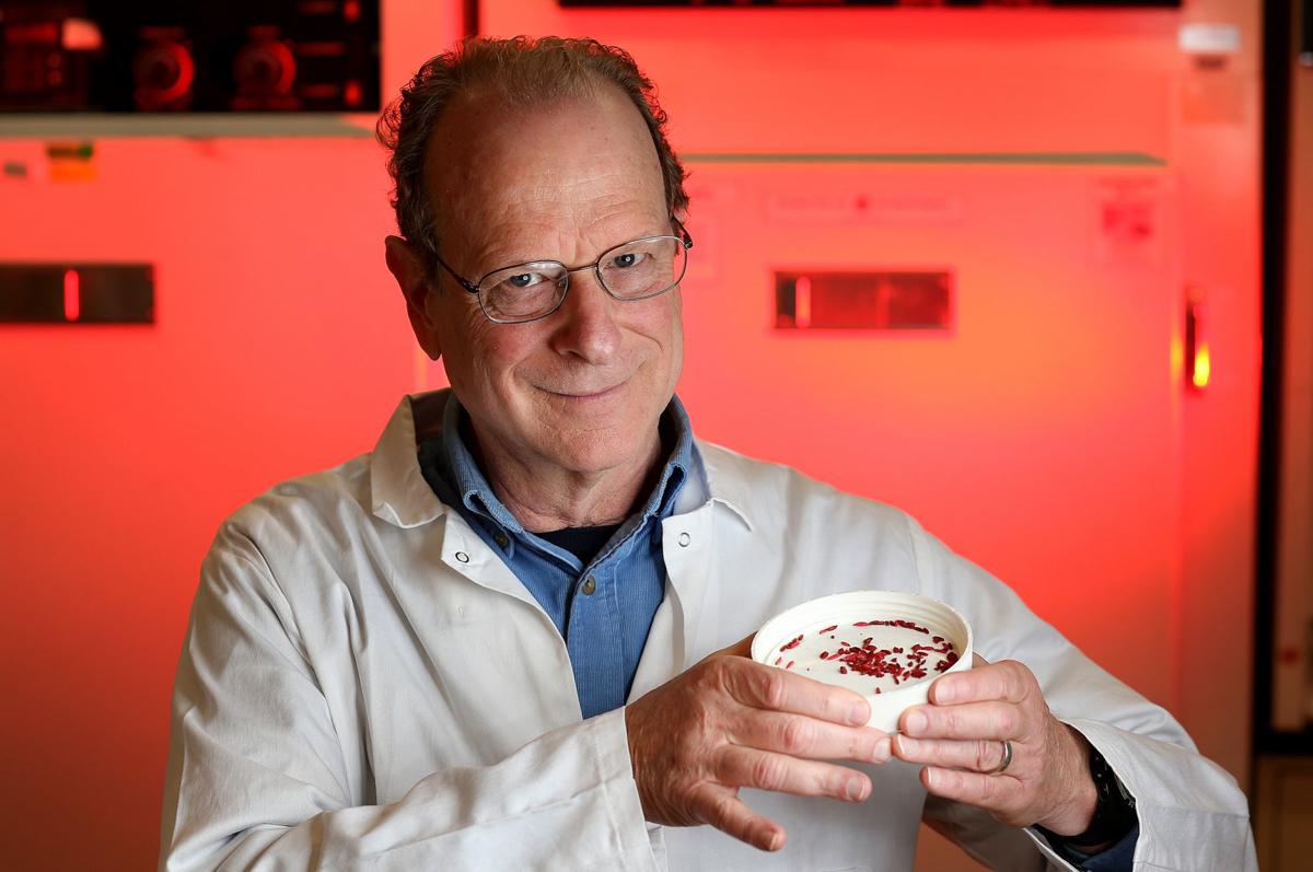 How Arizona scientists and farmers banished the pink bollworm from the  Southwest