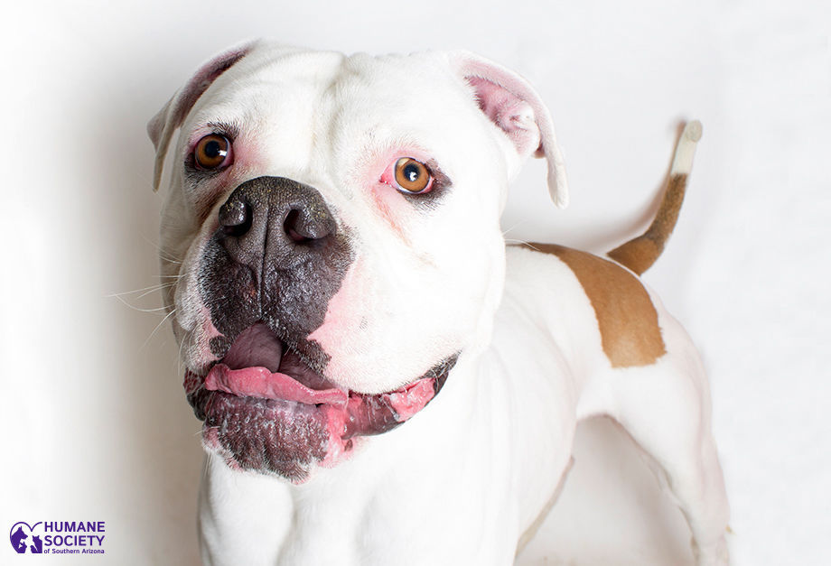 Adopt A Friend: Lip