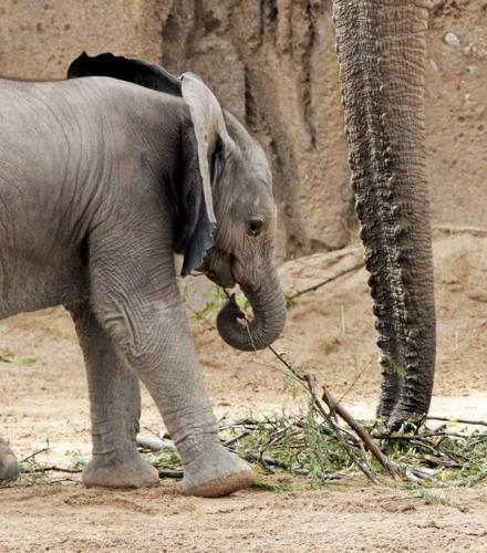 Baby elephant debut