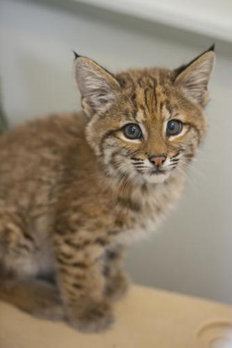 Oregon Zoo takes in wild bobcat kitten