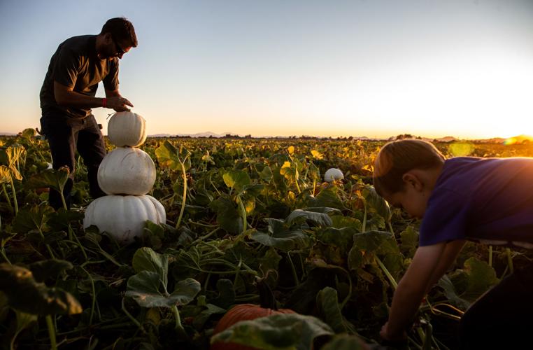 Pumpkin Patch