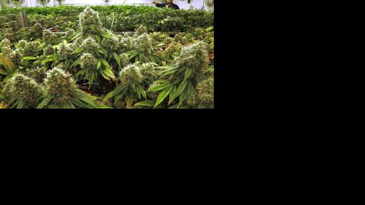 Medical pot on Arizona campuses not a crime, but school rules on use OK, court says