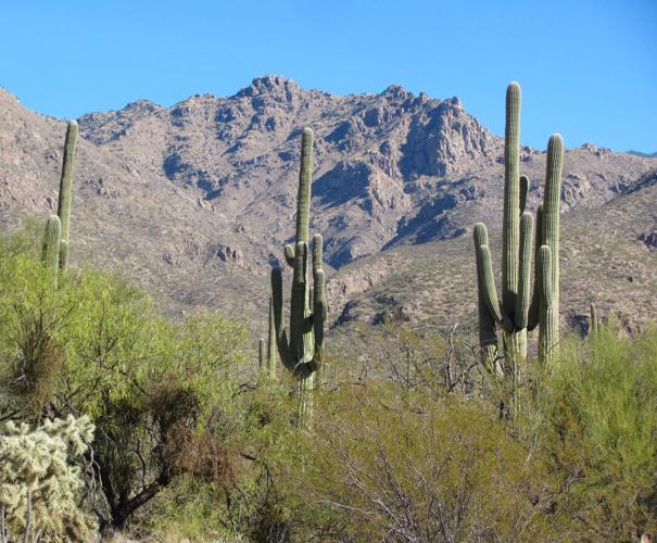 Saguaros and ridge