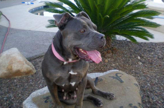 Adopt A Friend: Peggy