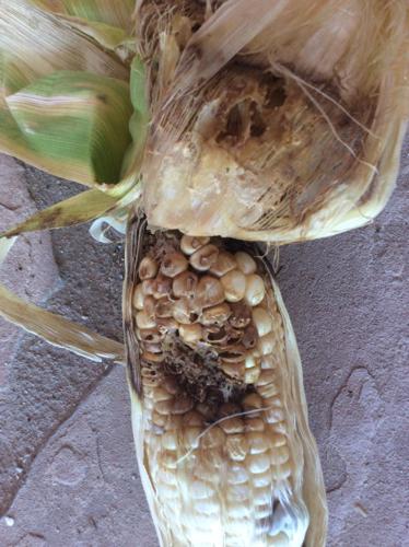 Corn earworms