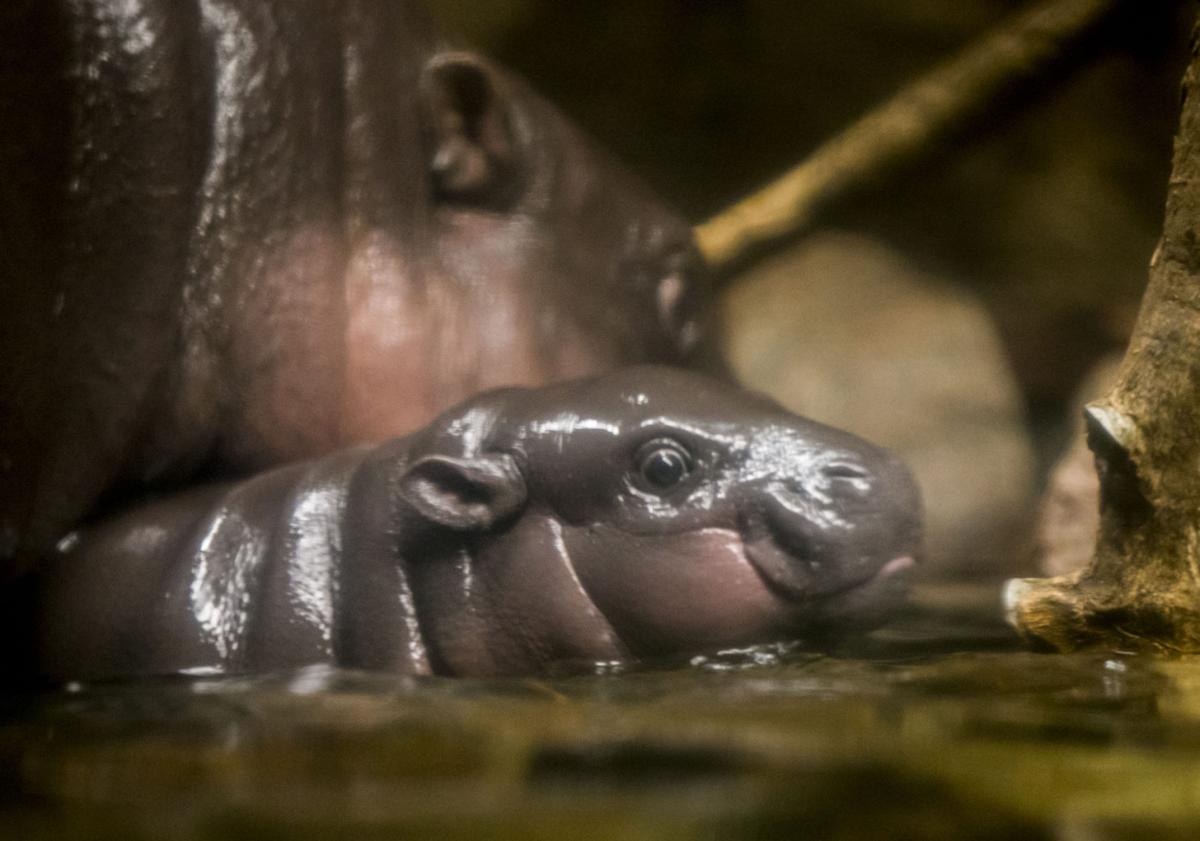 Baby zoo animals
