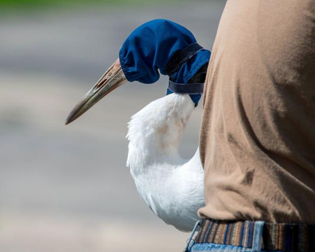 Whooping Crane