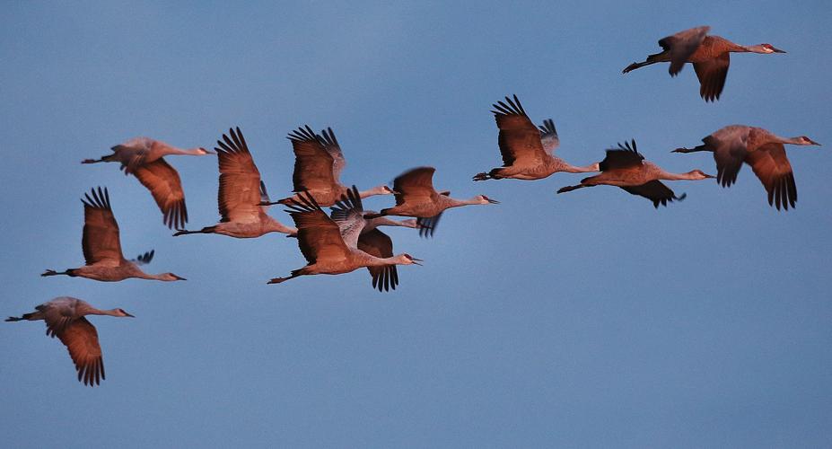 2017 Wings Over Willcox