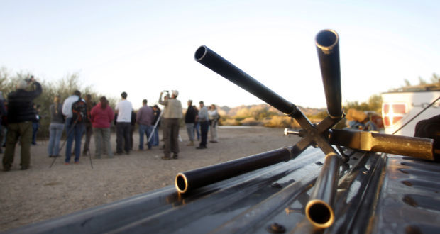 Bighorn sheep capture