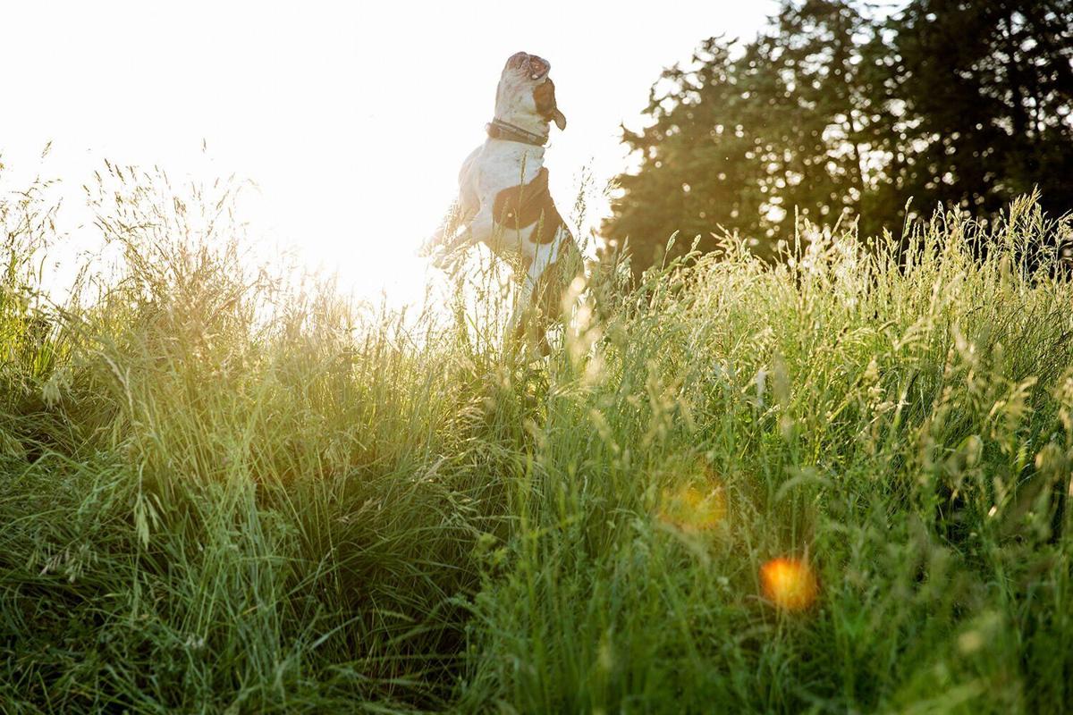 Unseen - Fat Head Farms