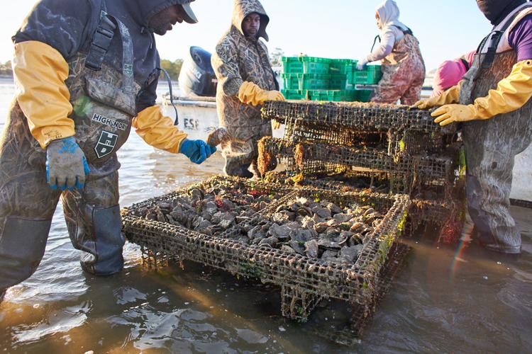 Cherrystone Aqua-Farms