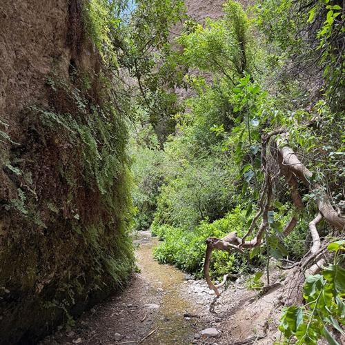 Our First Time Spring Seeking in Sierra San Diego