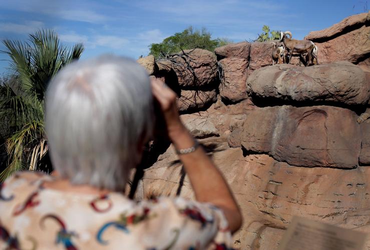 Baby bighorn lamb at the Desert Museum