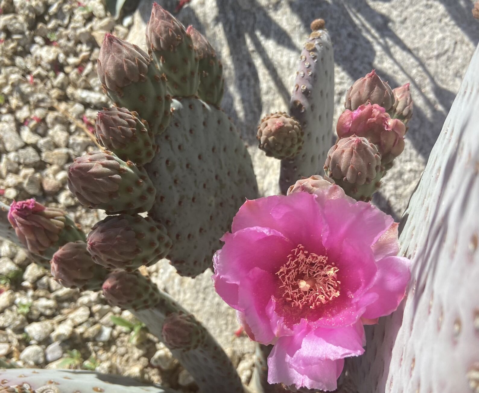 Cactus blooms