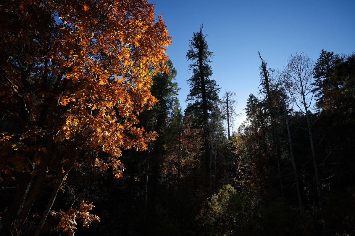 Fall foliage on Mount Lemmon