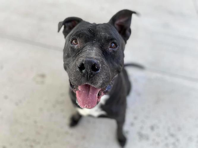 Adopt a friend: Rosco