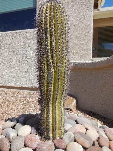 Thirsty or dying of thirst?