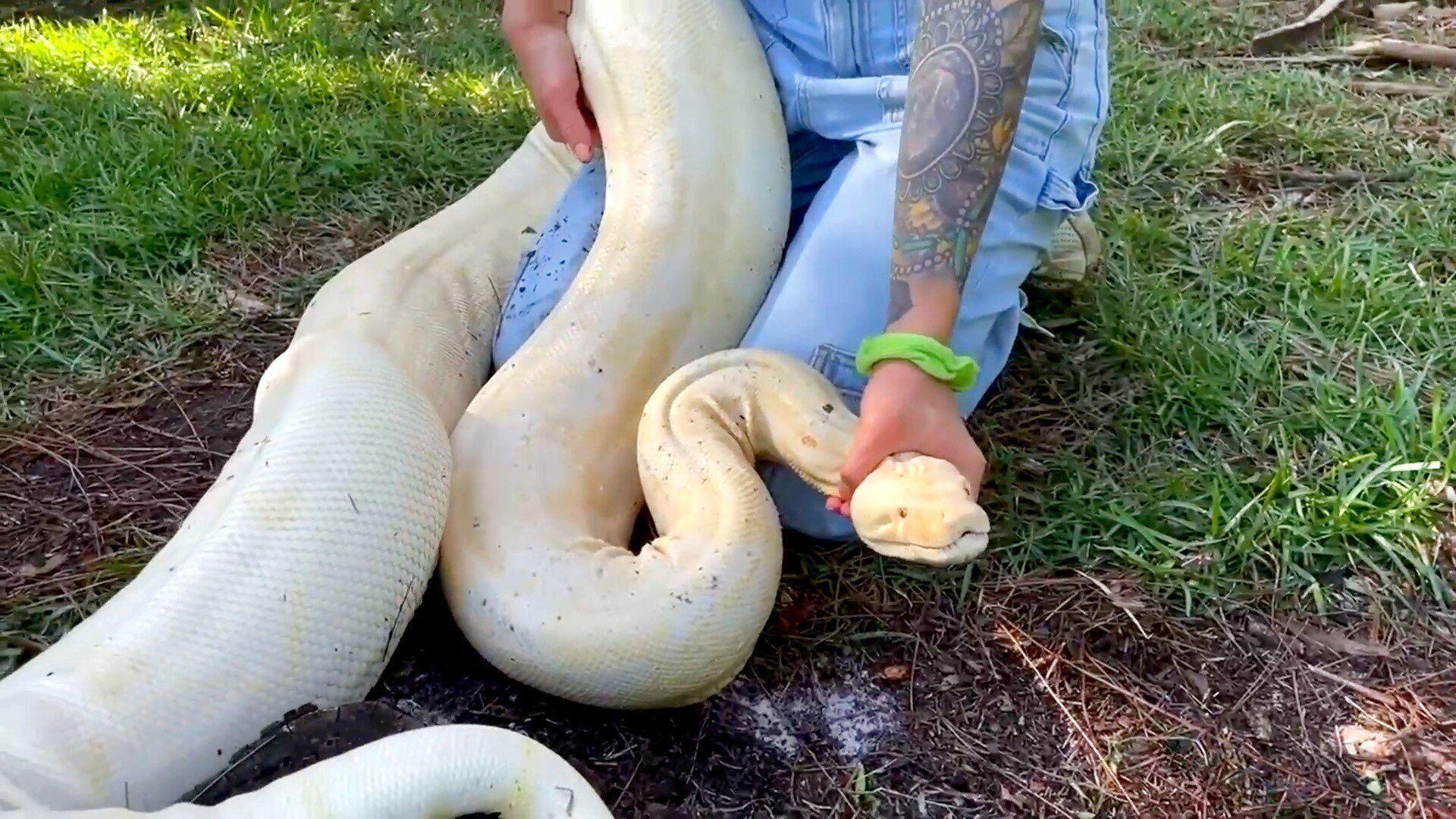 Massive albino boa constrictor discovered in Florida backyard
