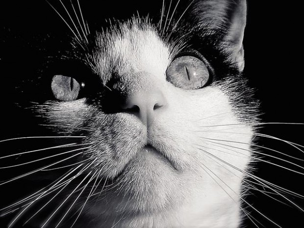 Cat photography: The eyes have it  
