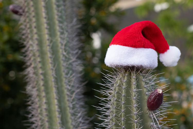 Santa hat on a cactus.