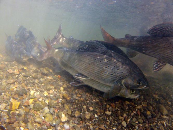 Fluvial Arctic Grayling
