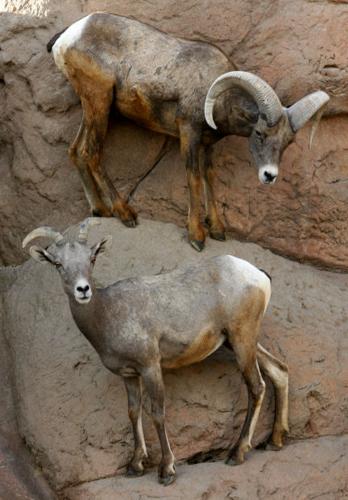 Bighorns coming back to the Catalinas