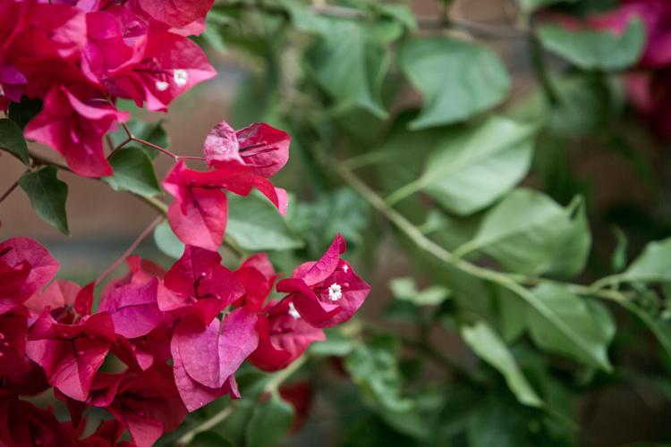 Carol Roberge's eco-therapy garden