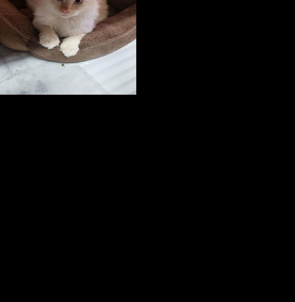 Adopt a friend: Carson