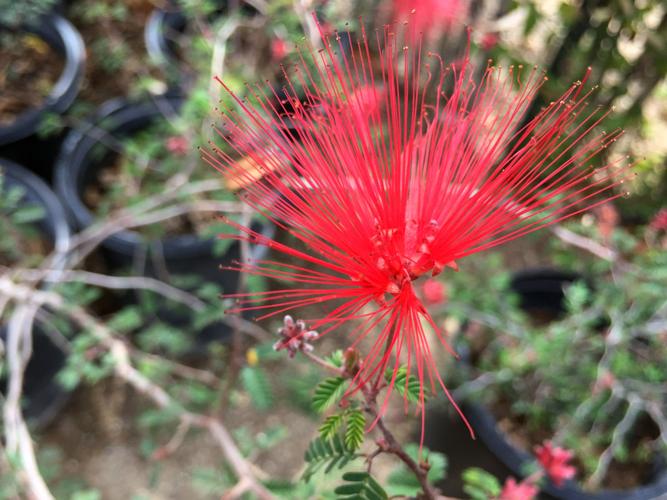 Tohono Chul plant sale