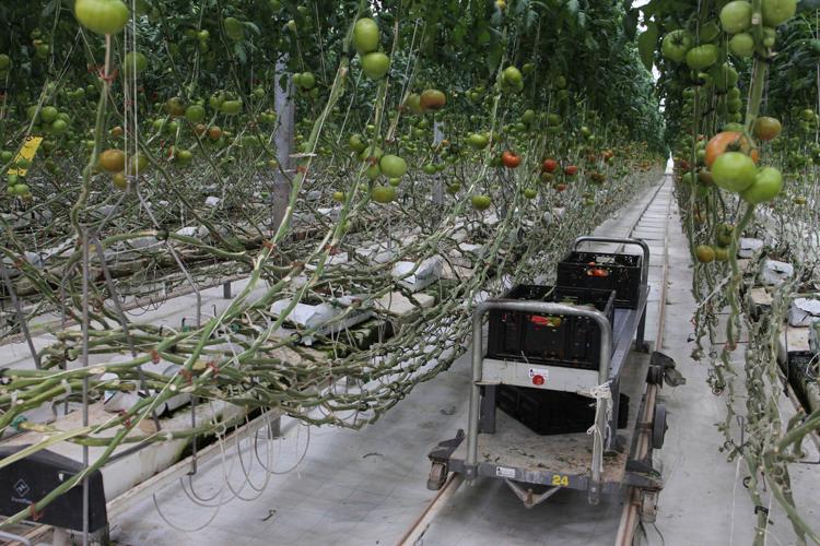 Mexico looks to high-tech 'agroparks' to drive agricultural future