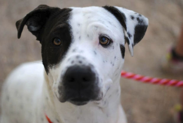 Ladybug, ID# A470655