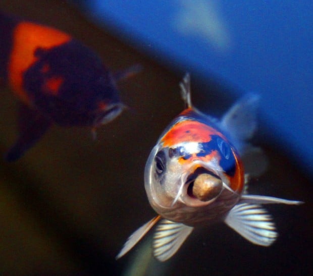 Koi, pond fans find kindred hearts | Home & Garden ...