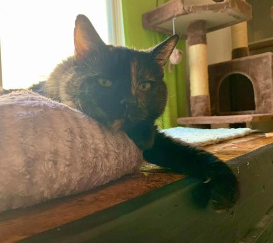 Adopt a friend: Dana Point