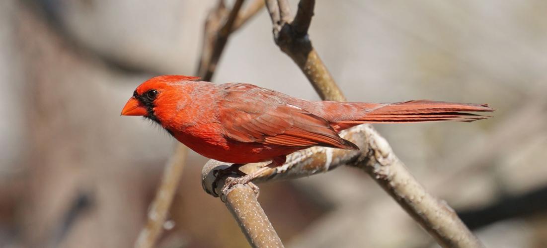 Northern Cardinal - AZ Animals