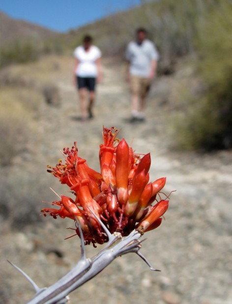 They grace trails, hills in wildflowers' absence