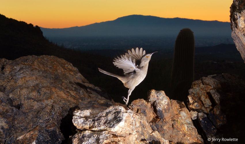 Jerry Rowlette, wildlife cameras, 2022