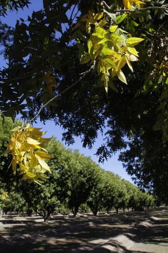 Town Council approves Sahuarita Farms plan