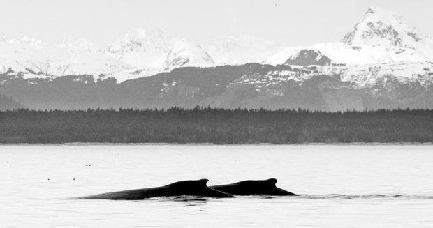 Glimpse Alaskan wildlife in comfort  