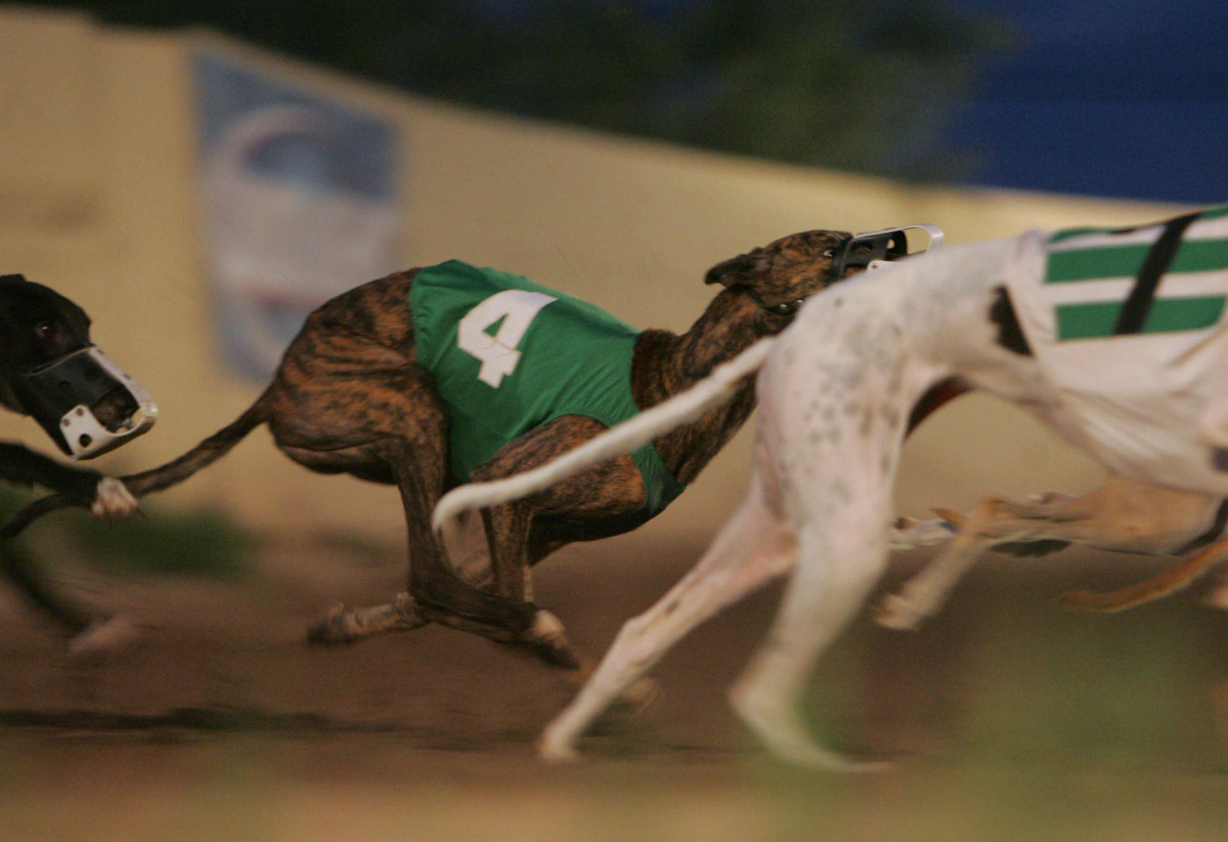 category one greyhound races