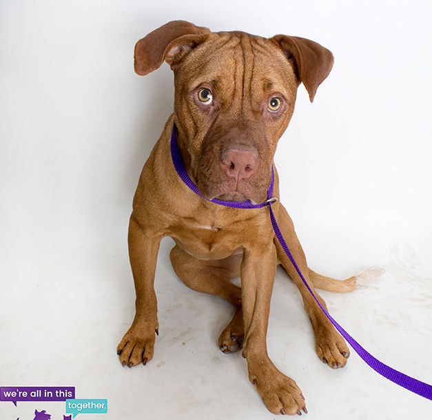 Adopt A Friend for week of April 17, 2017
