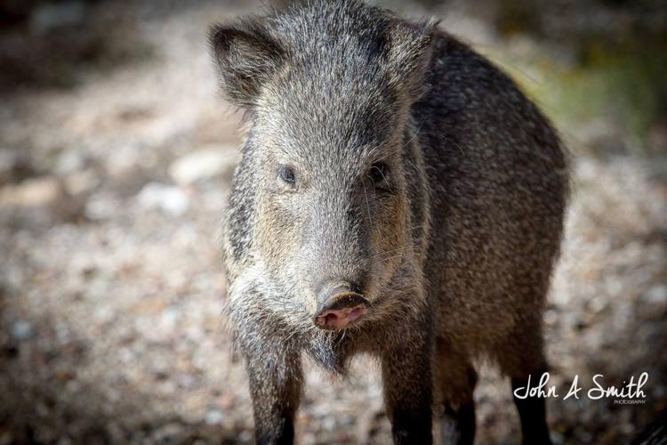 Tucson Wildlife Center gives tips to prevent baby javelinas from