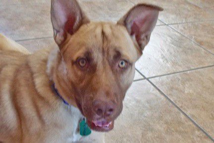 Adopt a friend: Matthew