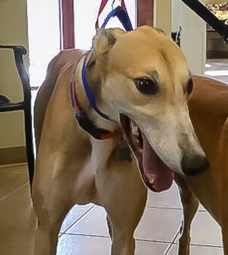 Adopt A Friend: Gator