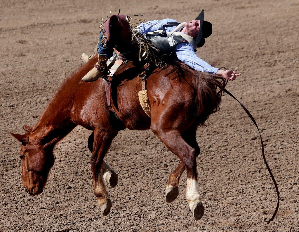 Kate quinn horse rodeo popular print