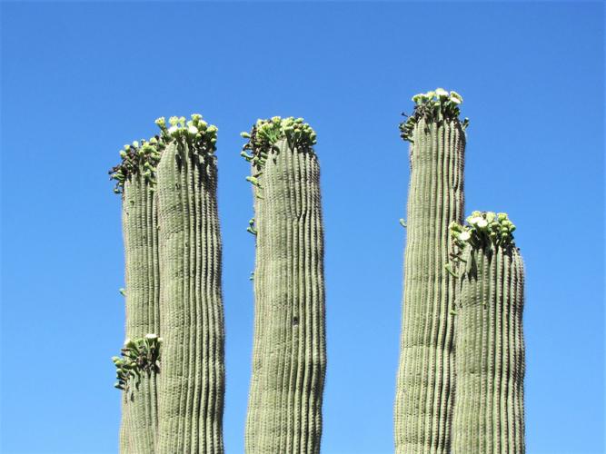 Saguaro flowers