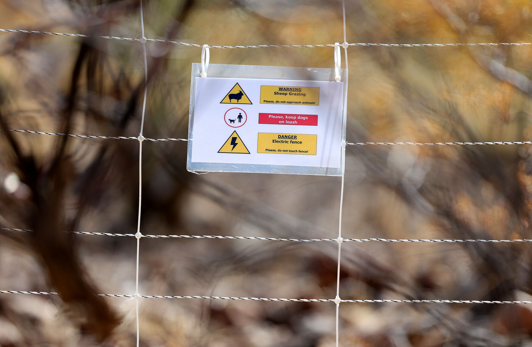 Fight against buffelgrass on 'A' Mountain has weed warriors counting sheep