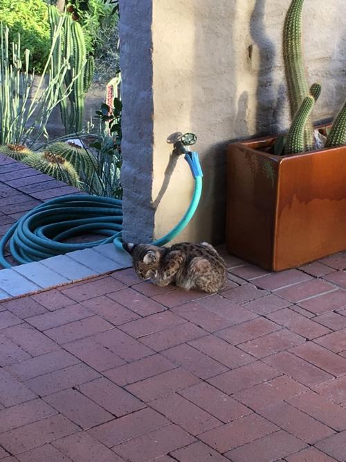 Southern Arizona Wildlife Babies